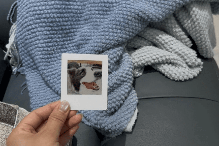 reddit dog